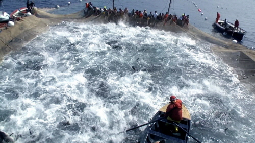  삼성전자가 11일부터 상영되는 KBS 다큐멘터리 '슈퍼피쉬-끝없는 여정'에 삼성전자 고유의 3D 변환 기술을 활용해 극장용 3D 영화로 선보인다. 사진은 '슈퍼피쉬-끝없는 여정' 영화 주요 장면. ⓒ 삼성전자