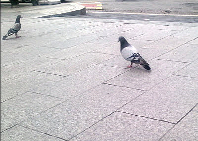 서울 여의도역 인근. 다리를 잃은 비둘기가 한쪽 다리로 중심을 잡고 애처롭게 서 있다. = 이정하 기자