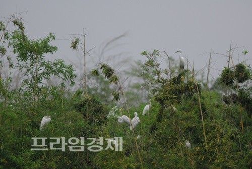 순천만 인근 마을에 나타난 백로떼. ⓒ 순천시