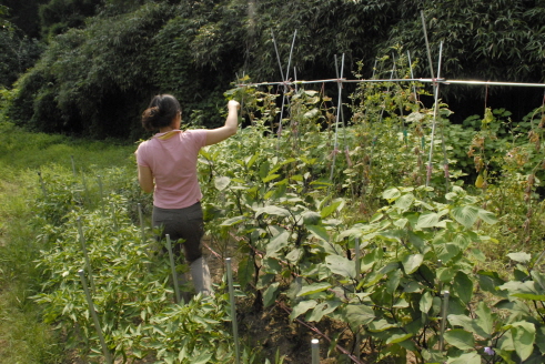  텃발을 통해 유기농 야채를 가꾸는 모습. 아이들에게 좋은 음식을 공급할 수 있다는 점이 마당과 텃밭이 있는 터전을 마련한 가장 큰 보람 중 하나다. ⓒ 프라임경제