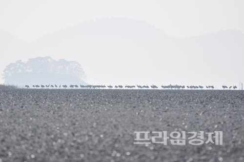 순천만갯벌 흑두루미떼. ⓒ 순천시