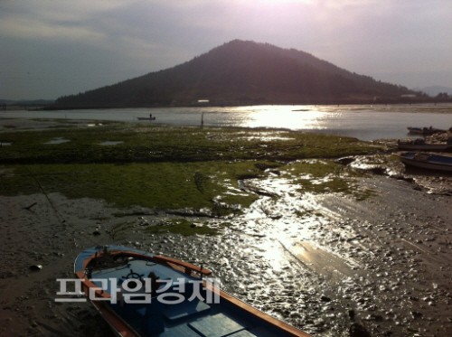  바다냄새가 가득한  안좌도의 갯벌에는 감태가 유명하다.= 나광운 기자