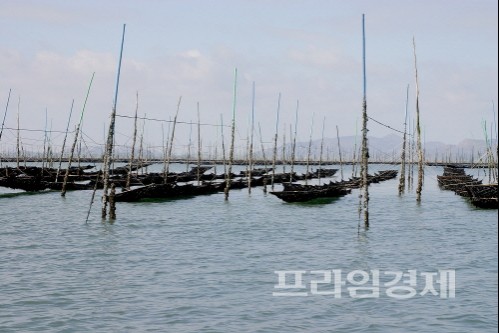  게르마늄이 풍부한 갯벌에서 전통방식인 지주식으로 생산되는 신안 김. 사진 = 신안군