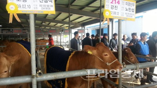  강진군 미경산우(처녀소)가 최우수상을 수상하고, 시군 종합평가에서 장려상의 영예를 안았다. 사진= 강진군