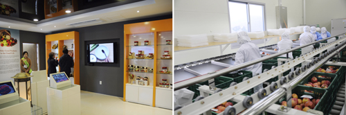  예안촌의 홍보관에서는 예안촌의 다양한 시설을 한 눈에 볼 수 있고(왼쪽), 국내 최고 수준 GAP의 선별라인(오른쪽)에는 최신시설이 구축돼 있다. = 김상준 기자