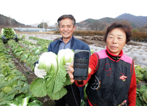  전북 완주군 로컬푸드 참여 농민들이 로컬푸드 전용 앱을 사용하고 있다. ⓒ SK텔레콤