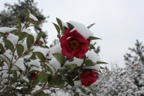  겸손한 아름다움의 꽃말을 가진 겨울철 대표적인 꽃 애기동백. 사진 = 신안군