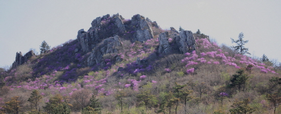  전남 강진군 신전면 주작산에 진달래가 한창이다. ⓒ 강진군