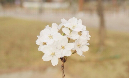  벚꽃축제를 보며 좋아하는 여자친구에게는 벚꽃보다 장미가 제격이다. = 정수지 기자