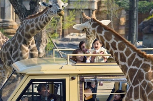  에버랜드를 통한 삼성 지배구조 개편 가능성이 지속적으로 눈길을 끌고 있다. 사진은 에버랜드 사파리 관람 현장. ⓒ 에버랜드