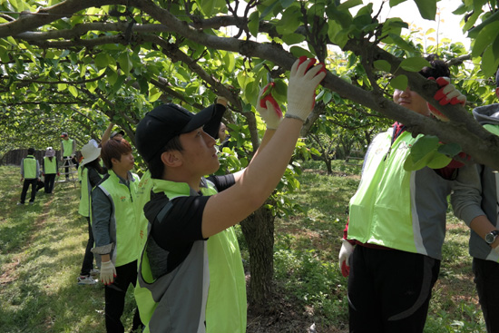  전남농협 대학생 봉사단과 전남 농협 임&middot;직원 등 70여명은 지난 9일 나주시 왕곡면 황성욱씨가 일손을 구할수 없어 어려움을 호소하자 과수원 배적과 작업을 도와 구슬땀을 흘렸다.ⓒ농협중앙회 전남지역본부