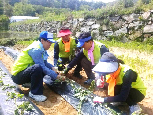  김학현 NH농협손해보험 대표이사(사진 왼쪽 첫 번째)와 임직원들이 1사1촌 마을인 강화군 소재 연촌마을에서 고구마 순 심기 작업을 하고 있다. ⓒ NH농협손해보험