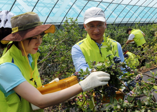  임직원은 일손돕기를 통해 500kg 정도의 블루베리를 수확했다. ⓒ NH농협생명