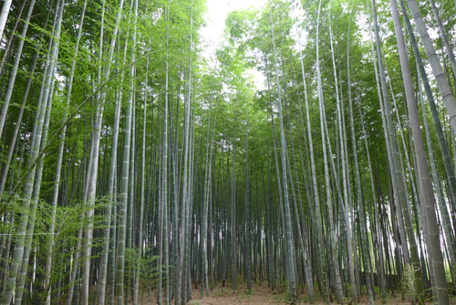  담양 대나무밭 전경 ⓒ담양군청
