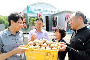  강원도 강릉 샛돌지구 주민들이 표고버섯을 수확하고 있다. ⓒ KT