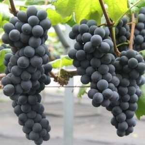  이마트가 21일부터 1주일간 지리산 산포도, 서해안 바다포도 행사를 진행한다. ⓒ 이마트