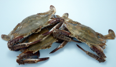  꽃게. ⓒ 롯데마트