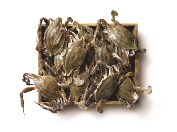  이마트와 롯데마트는 가을 꽃게철을 맞아 속이 꽉찬 꽃게를 100g당 각각 840원과 830원에 선보인다. ⓒ 이마트