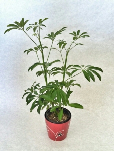  꽃파는편의점 테이블야자. ⓒ 세븐일레븐