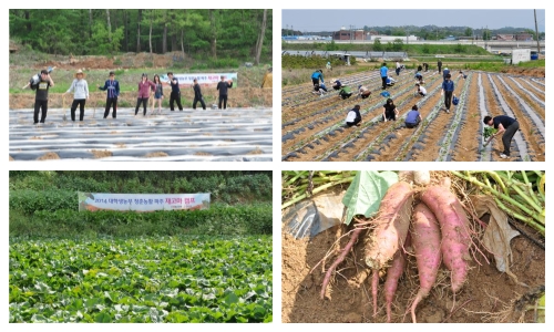  지난 5월2일 비닐 멀칭을 시작으로 재고마를 심는 모습. 어느덧 수확시기를 앞둔 이달에는 푸른 재고마 잎으로 가득 찬 농장을 볼 수 있게 됐다. 우측 하단은 지난해 수확한 재고마 사진. ⓒ 아띠참