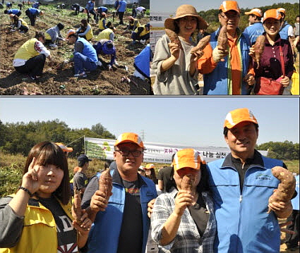  순을 걷어내고 고구마를 캐는 방식은 서로 달랐지만 열정만은 똑같았다.=김상준 기자