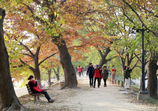  관방제림의 가을 ⓒ담양군청